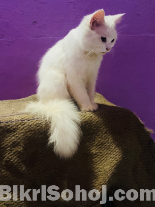 বিড়ালটি বিক্রি করা হবে